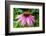 Boothbay Harbor, Maine, USA. Coastal Maine Botanical Gardens. Purple Cone Flower-Janet Horton-Framed Photographic Print