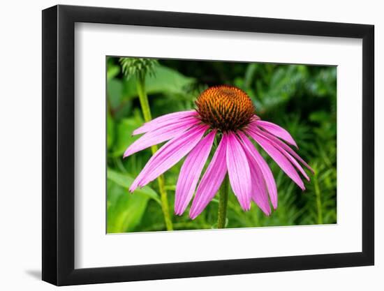 Boothbay Harbor, Maine, USA. Coastal Maine Botanical Gardens. Purple Cone Flower-Janet Horton-Framed Photographic Print