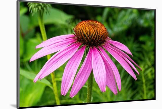 Boothbay Harbor, Maine, USA. Coastal Maine Botanical Gardens. Purple Cone Flower-Janet Horton-Mounted Photographic Print