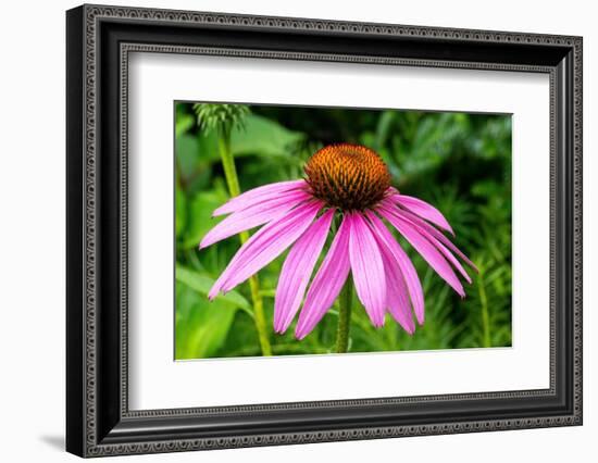 Boothbay Harbor, Maine, USA. Coastal Maine Botanical Gardens. Purple Cone Flower-Janet Horton-Framed Photographic Print