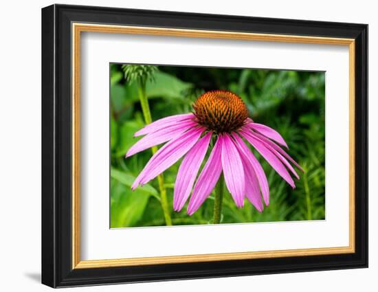 Boothbay Harbor, Maine, USA. Coastal Maine Botanical Gardens. Purple Cone Flower-Janet Horton-Framed Photographic Print