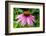 Boothbay Harbor, Maine, USA. Coastal Maine Botanical Gardens. Purple Cone Flower-Janet Horton-Framed Photographic Print