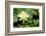 Boothbay Harbor, Maine, USA. Coastal Maine Botanical Gardens. Yellow Water Lily-Janet Horton-Framed Photographic Print