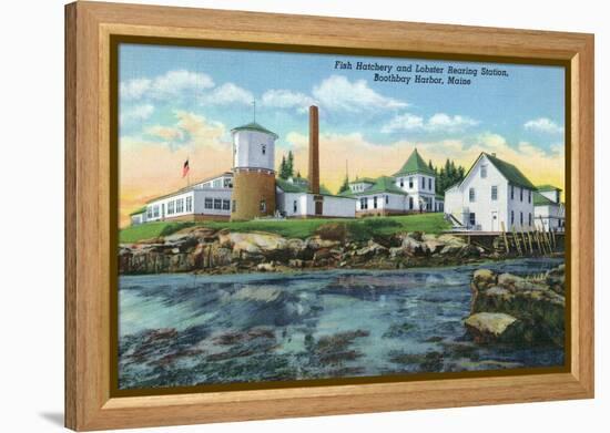 Boothbay Harbor, ME - View of a Fish Hatchery, Lobster Rearing Station-Lantern Press-Framed Stretched Canvas