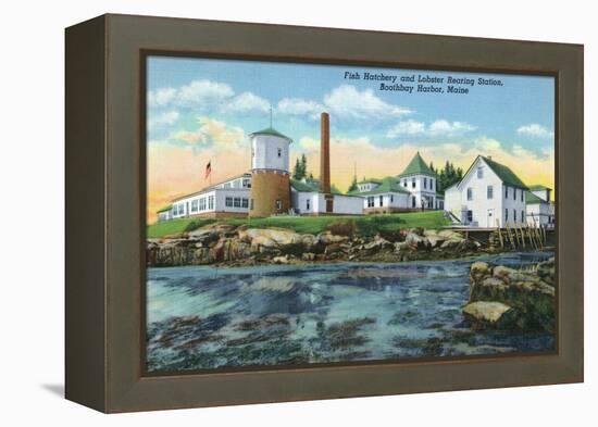 Boothbay Harbor, ME - View of a Fish Hatchery, Lobster Rearing Station-Lantern Press-Framed Stretched Canvas