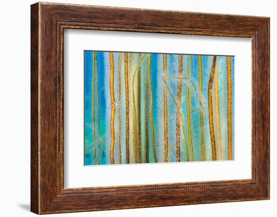 Bootlace seaweed with a Stalked jellyfish, UK-Alex Mustard-Framed Photographic Print