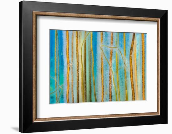 Bootlace seaweed with a Stalked jellyfish, UK-Alex Mustard-Framed Photographic Print