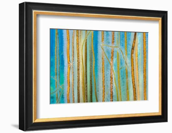 Bootlace seaweed with a Stalked jellyfish, UK-Alex Mustard-Framed Photographic Print