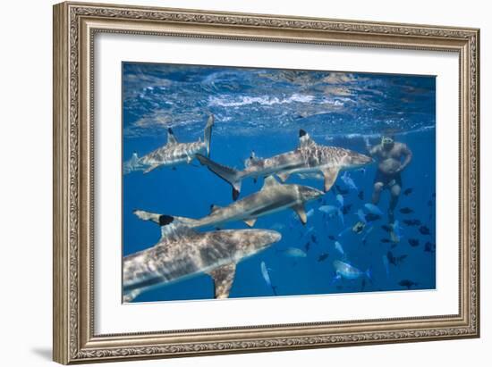 Bora Bora, A Boat Captain Feeds Black Tip Reef Sharks So Tourists Can Snorkel With Them-Karine Aigner-Framed Photographic Print