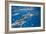 Bora Bora, A Boat Captain Feeds Black Tip Reef Sharks So Tourists Can Snorkel With Them-Karine Aigner-Framed Photographic Print