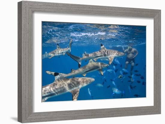 Bora Bora, A Boat Captain Feeds Black Tip Reef Sharks So Tourists Can Snorkel With Them-Karine Aigner-Framed Photographic Print