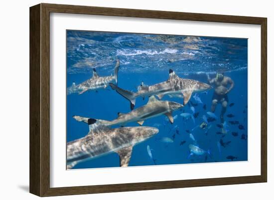 Bora Bora, A Boat Captain Feeds Black Tip Reef Sharks So Tourists Can Snorkel With Them-Karine Aigner-Framed Photographic Print