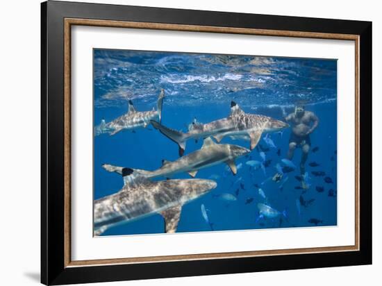 Bora Bora, A Boat Captain Feeds Black Tip Reef Sharks So Tourists Can Snorkel With Them-Karine Aigner-Framed Photographic Print