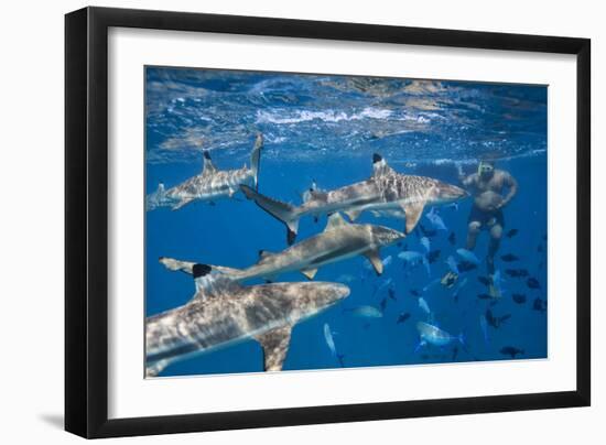 Bora Bora, A Boat Captain Feeds Black Tip Reef Sharks So Tourists Can Snorkel With Them-Karine Aigner-Framed Photographic Print