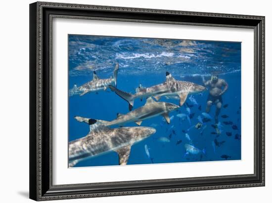 Bora Bora, A Boat Captain Feeds Black Tip Reef Sharks So Tourists Can Snorkel With Them-Karine Aigner-Framed Photographic Print