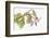 Borage, Borago Officinalis, Blossoms-Andreas Keil-Framed Photographic Print