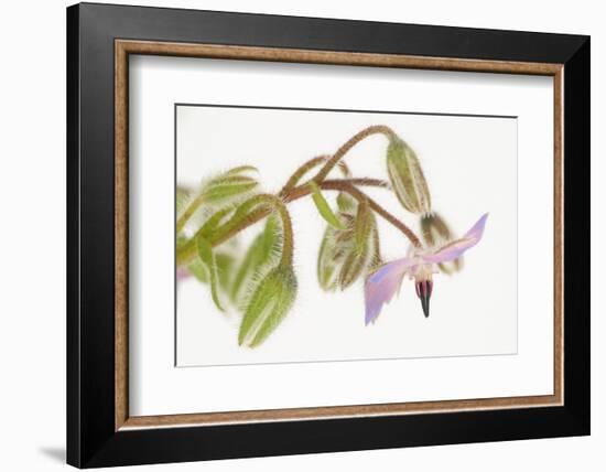 Borage, Borago Officinalis, Blossoms-Andreas Keil-Framed Photographic Print