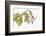 Borage, Borago Officinalis, Blossoms-Andreas Keil-Framed Photographic Print