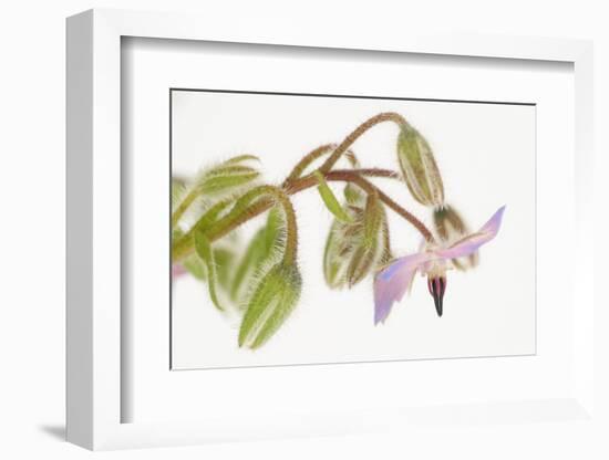 Borage, Borago Officinalis, Blossoms-Andreas Keil-Framed Photographic Print