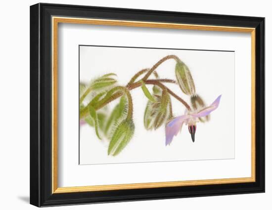 Borage, Borago Officinalis, Blossoms-Andreas Keil-Framed Photographic Print