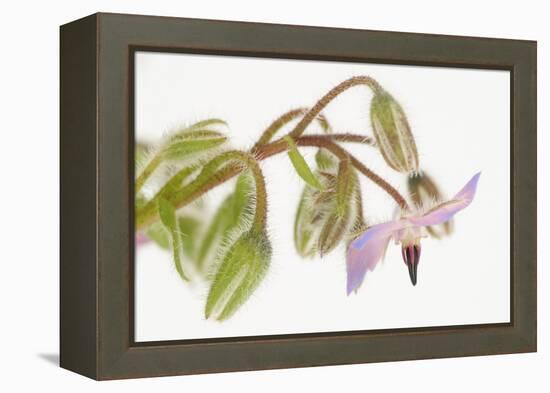 Borage, Borago Officinalis, Blossoms-Andreas Keil-Framed Premier Image Canvas