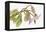 Borage, Borago Officinalis, Blossoms-Andreas Keil-Framed Premier Image Canvas