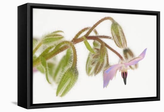 Borage, Borago Officinalis, Blossoms-Andreas Keil-Framed Premier Image Canvas