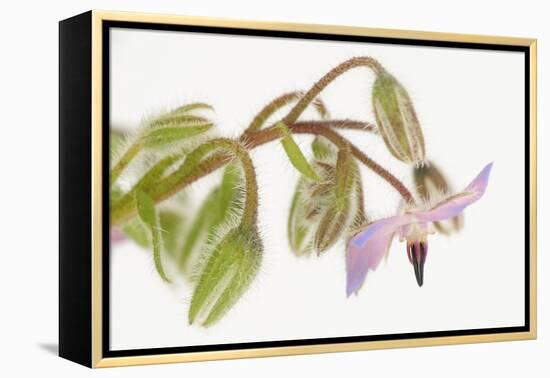 Borage, Borago Officinalis, Blossoms-Andreas Keil-Framed Premier Image Canvas