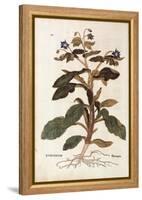 Borage - Borago Officinalis (Buglossum) by Leonhart Fuchs from De Historia Stirpium Commentarii Ins-null-Framed Premier Image Canvas