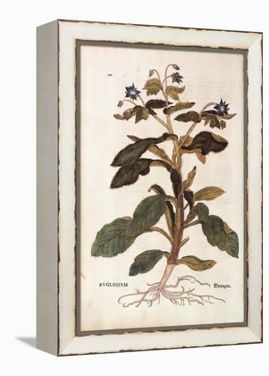 Borage - Borago Officinalis (Buglossum) by Leonhart Fuchs from De Historia Stirpium Commentarii Ins-null-Framed Premier Image Canvas
