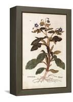 Borage - Borago Officinalis (Buglossum) by Leonhart Fuchs from De Historia Stirpium Commentarii Ins-null-Framed Premier Image Canvas
