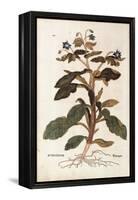 Borage - Borago Officinalis (Buglossum) by Leonhart Fuchs from De Historia Stirpium Commentarii Ins-null-Framed Premier Image Canvas