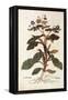 Borage - Borago Officinalis (Buglossum) by Leonhart Fuchs from De Historia Stirpium Commentarii Ins-null-Framed Premier Image Canvas