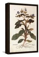 Borage - Borago Officinalis (Buglossum) by Leonhart Fuchs from De Historia Stirpium Commentarii Ins-null-Framed Premier Image Canvas