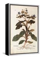 Borage - Borago Officinalis (Buglossum) by Leonhart Fuchs from De Historia Stirpium Commentarii Ins-null-Framed Premier Image Canvas