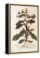 Borage - Borago Officinalis (Buglossum) by Leonhart Fuchs from De Historia Stirpium Commentarii Ins-null-Framed Premier Image Canvas