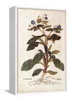 Borage - Borago Officinalis (Buglossum) by Leonhart Fuchs from De Historia Stirpium Commentarii Ins-null-Framed Premier Image Canvas