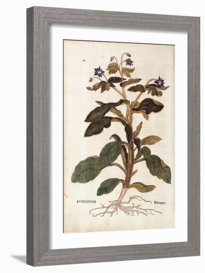 Borage - Borago Officinalis (Buglossum) by Leonhart Fuchs from De Historia Stirpium Commentarii Ins-null-Framed Giclee Print