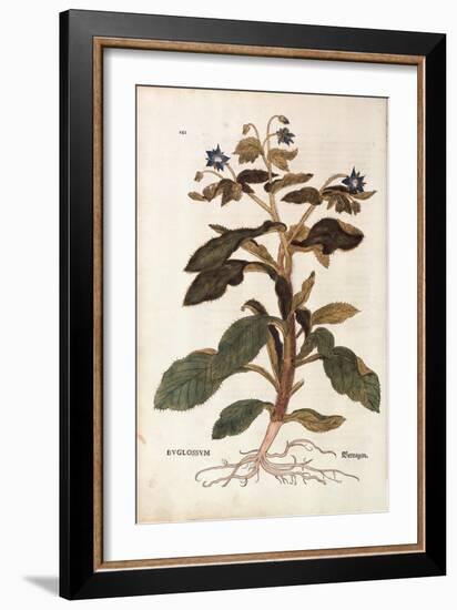 Borage - Borago Officinalis (Buglossum) by Leonhart Fuchs from De Historia Stirpium Commentarii Ins-null-Framed Giclee Print