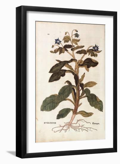 Borage - Borago Officinalis (Buglossum) by Leonhart Fuchs from De Historia Stirpium Commentarii Ins-null-Framed Giclee Print