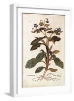 Borage - Borago Officinalis (Buglossum) by Leonhart Fuchs from De Historia Stirpium Commentarii Ins-null-Framed Giclee Print