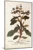 Borage - Borago Officinalis (Buglossum) by Leonhart Fuchs from De Historia Stirpium Commentarii Ins-null-Mounted Giclee Print