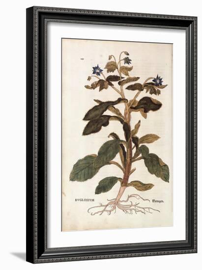 Borage - Borago Officinalis (Buglossum) by Leonhart Fuchs from De Historia Stirpium Commentarii Ins-null-Framed Giclee Print