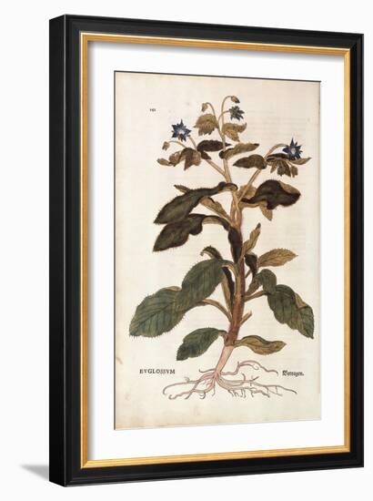 Borage - Borago Officinalis (Buglossum) by Leonhart Fuchs from De Historia Stirpium Commentarii Ins-null-Framed Giclee Print