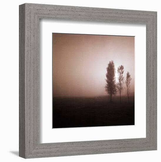 Bordeaux Trees-Richard D'Amore-Framed Art Print