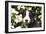 Border Collie 03-Bob Langrish-Framed Photographic Print