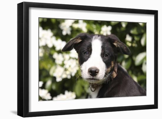 Border Collie 03-Bob Langrish-Framed Photographic Print