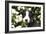 Border Collie 03-Bob Langrish-Framed Photographic Print