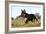 Border Collie 10-Bob Langrish-Framed Photographic Print