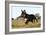 Border Collie 10-Bob Langrish-Framed Photographic Print